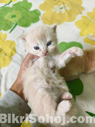 Pure Persian Long Hair Breed